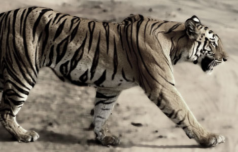 Tigers Temples Taj