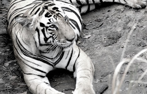 Golden Triangle & Tigers