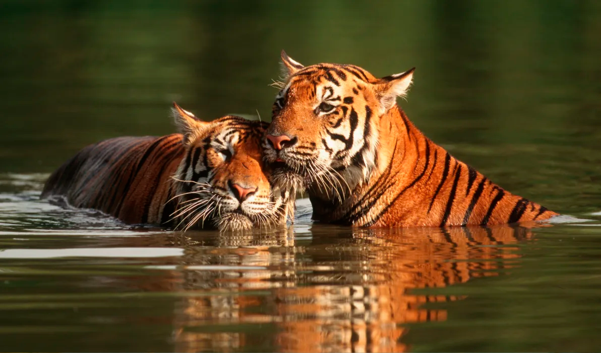 Off the Beaten Track – The Subcontinent Stops Here